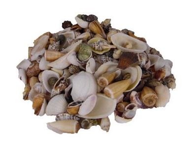 Muschelmix 1 Kilo