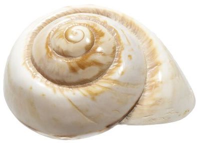 Philippinische Landschnecke