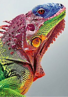 Leguan