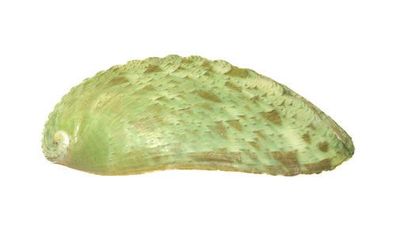 Meerohr-Muschel oder Abalone 10-16 cm