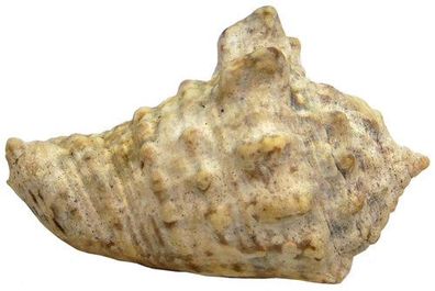 Euprotomus aurisdianae 30mm bis 60mm