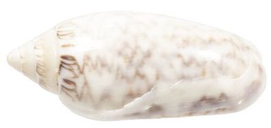 Oliva sidelia Duclos 3-4,5cm