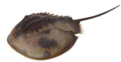 Pfeilschwanzkrebs - Hufeisenmuschel