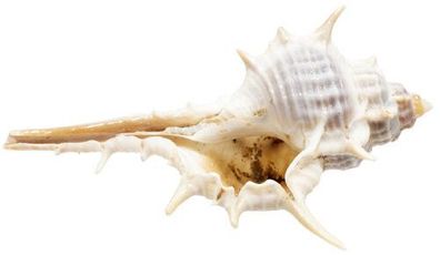 Murex pecten ca 7cm