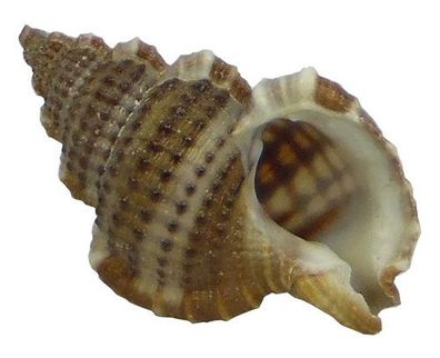 Tuberculate Gyre Triton 25-35mm