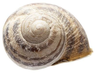 Landschnecke ca 30 mm