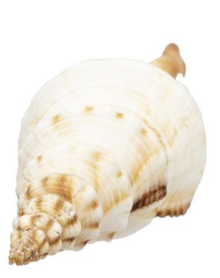 Weberspindel