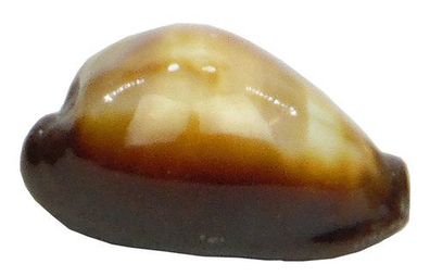 Kaurimuschel - Cypraea Onyx 3-4 cm