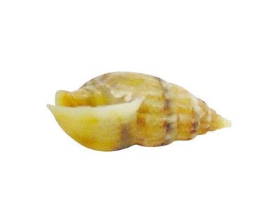 Hinia reticulata 6mm bis 16mm