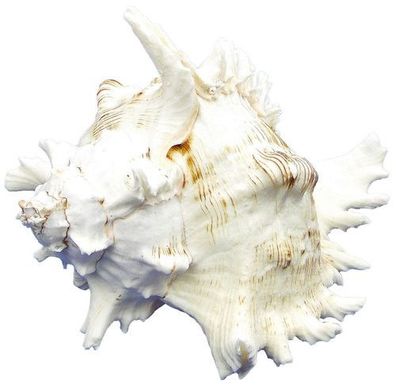 Riesenmurex XXL ab 22 cm