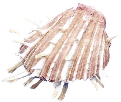 Stachelauster Spondylus ca 11cm