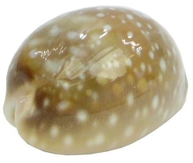 Cypraea vittelus oder Rehrücken L