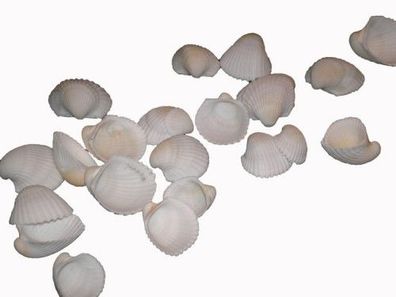 Herzmuscheln 500gr