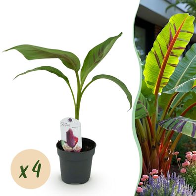 Obstpflanze - Bananenpflanze - Musa sikkemensis Red Tiger - Winterhart - 4 Pflanze