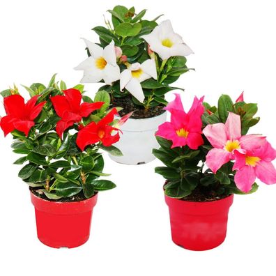 Dipladenia - Chilenischer Jasmin - verschiedene Farben - 10cm Topf - Set mit 3