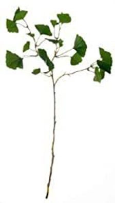ASA Gingko Zweig DEKO L 72 cm 66467444 / /bverkauf nur solange Vorrat reicht