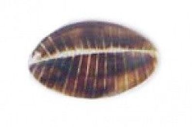 Perle "Muschel" - beige - 26 x 17 mm