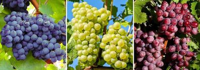 Traubenpflanzen - 3er Mix - Vitis - Weintraube - Topf 9cm - Höhe 25-40 cm
