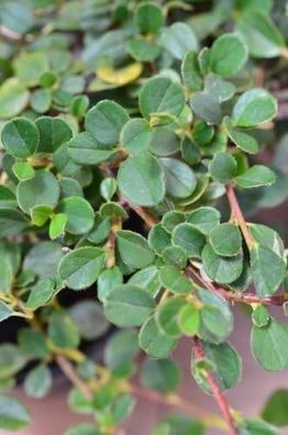 Bodendecker kriechend Cotoneaster dammeri Radicans 10-20 cm