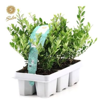 Ilex - Stechpalme Heckenpflanzen - Idealer Buchsbaum-Ersatz