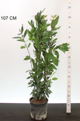 Echter Gewürzlorbeer (Laurus nobilis) winterhart bis -10°C 100-120 cm