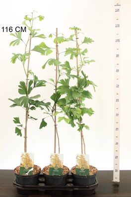 Ginkgo Baum 100-120cm - Ginkgo biloba - Fächerblattbaum - Pflegeleichte Zimmer- und