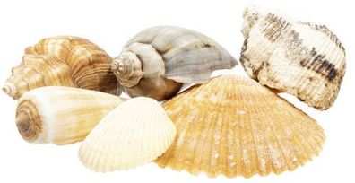 Muschelnetz ca 520 gr
