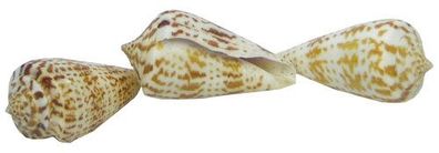 Conus inscriptus 20-50mm -10St
