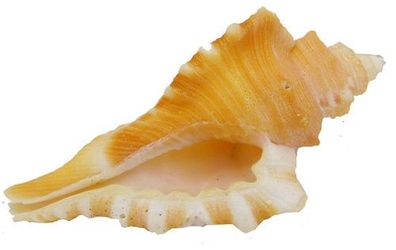Cymatium femorale 5-6 cm