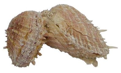 2er Stachelauster Spondylus - zusammengewachsen