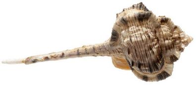 Haustellum haustellum 10,0 cm