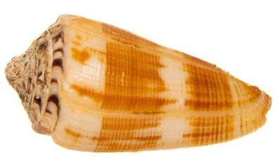 Conus magus 38mm bis 47mm