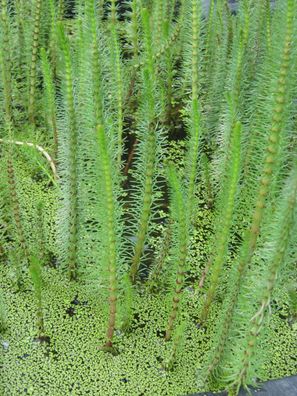 Tannenwedel, Hippuris vulgaris Teichpflanzen Teichpflanze Sumpfpflanze, Wasserpflanze