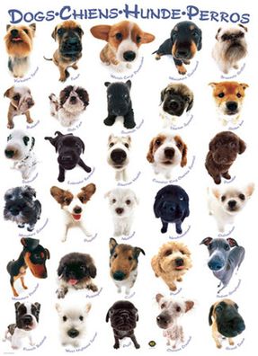 Hunde