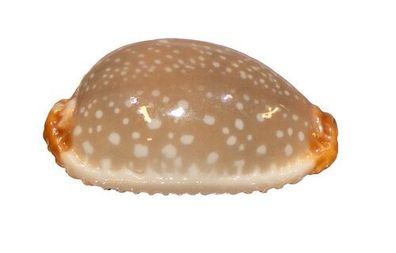 Staphylaea Limacina von 19mm bis 29mm