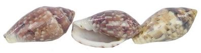 Marginella Rosea von 22mm bis 24mm