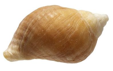 Nucella lapillus 22mm bis 28mm