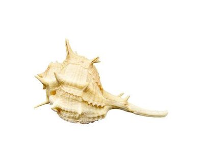 Bolinus brandaris 90mm bis 126mm