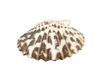 Pecten 39mm bis 43mm