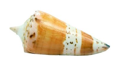Conus maldivus 43mm bis 64mm