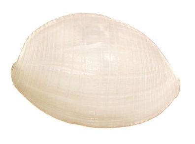 Atys naucum 25mm bis 30mm