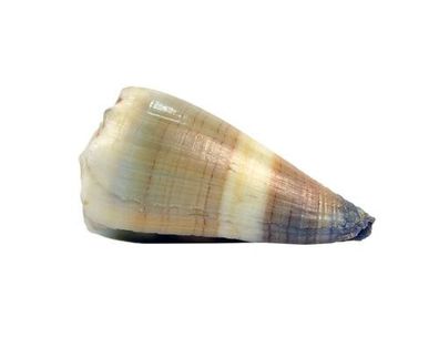 Conus sugillatus 22mm bis 45mm