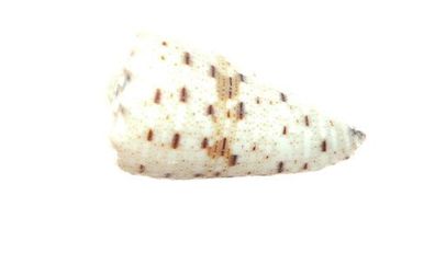 Conus imperalis 30-38mm