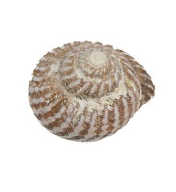 Cookia sulcata 39mm bis 64mm