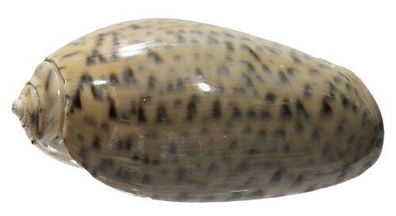 Oliva Bulbosa von 31mm bis 47mm