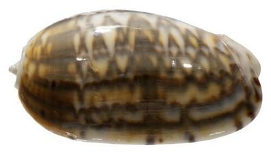 Oliva Bulbosa von 39mm bis 45mm
