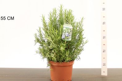 XXL Rosmarin 40-60 cm Salvia rosmarinus Rosmarinus officinalis Kräuter - Gewürz