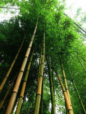 Goldener Bambus / Winterhärtester & schönster Riesenbambus der Welt / Samen