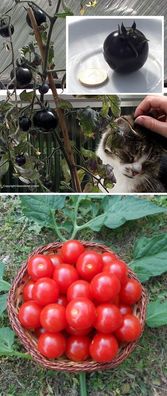 Tomaten Set Honigtomate & schwarze Tomate / schnellwüchsige Tomatenpflanzen Samen Bio