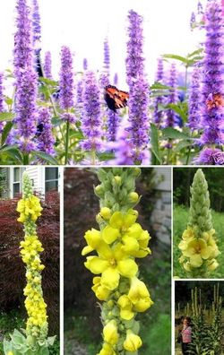 Blumen Samen-Set für Schmetterlinge / winterharte blühende Exoten Gartenpflanzen Deko